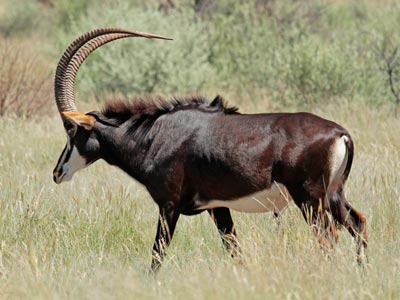 Ozonduno Sable